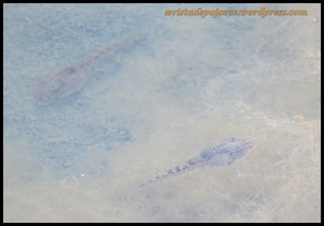 "Cabezones" en el agua (21-8-2013)