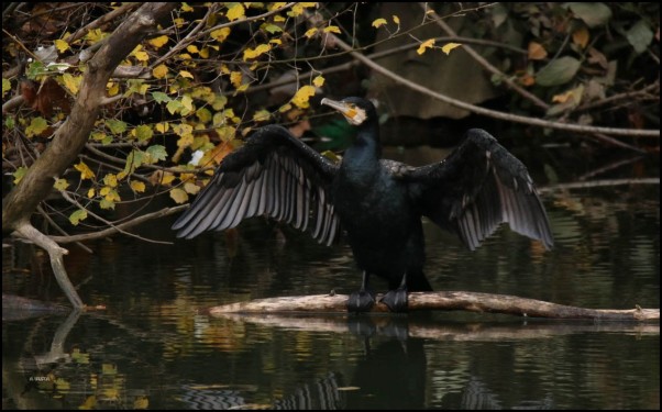Posado en el agua con las alas abiertas, postura muy típica (30-11-2016)